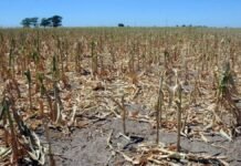 PBA: Declaran emergencia agropecuaria en nuevas zonas productivas